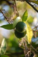 Photography - Green Oranges - Photo