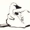 Ink Goose - Ink Drawings - By Samuel Zylstra, Calligraphy Drawing Artist