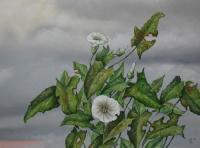 Plant And Clouds - Oil On Wood Paintings - By Uko Post, Realistic Painting Artist