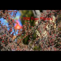 Bunches Of Berries - Digital Photograph Luster Prin Photography - By Josh Mcgrath, Nature Photography Artist