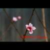 Flowers - Digital Photograph Luster Prin Photography - By Josh Mcgrath, Nature Photography Artist