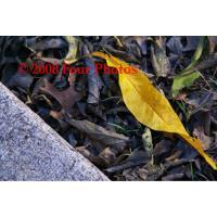 Exteriors - Leaf - Digital Photograph Luster Prin