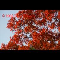 Splendid Tree - Digital Photograph Luster Prin Photography - By Josh Mcgrath, Nature Photography Artist