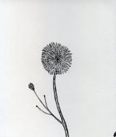 Early Works - Bon - Dandelion - Black Ink