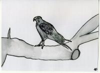 Early Works - Nam - Quiet Bird - Black Ink