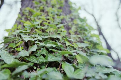 Photography - Climbing Upward - 35 Mm