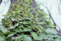 Climbing Upward - 35 Mm Photography - By Cassandra Coffelt, Nature Photography Photography Artist