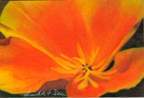 California Poppy - Oil On Silk Paper Paintings - By Linda Hagen, Flower Painting Artist