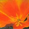 California Poppy - Oil On Silk Paper Paintings - By Linda Hagen, Flower Painting Artist