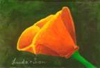 California Poppy V - Oil On Canvas Paintings - By Linda Hagen, Flower Painting Artist