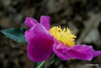 Flora - Junes Splendor - Enhanced Digital
