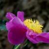 Enhanced Digital - Lois Lepisto - Flora And Fauna Photography Artist