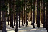 Through The Pines - Sony A200 Dslr Photography - By Lois Lepisto, Natureweather Photography Artist