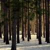 Through The Pines - Sony A200 Dslr Photography - By Lois Lepisto, Natureweather Photography Artist