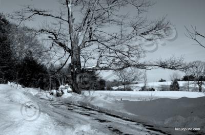 Scenic Shots - The Old Tree In Winter - Sony A200 Dslr