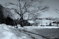 Scenic Shots - The Old Tree In Winter - Sony A200 Dslr