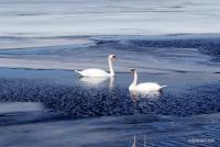 Swans On Ice - Enhanced Digital Photography - By Lois Lepisto, Flora And Fauna Photography Artist