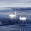 Swans On Ice - Enhanced Digital Photography - By Lois Lepisto, Flora And Fauna Photography Artist