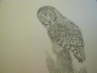 Owls - Wildlife - Pencil