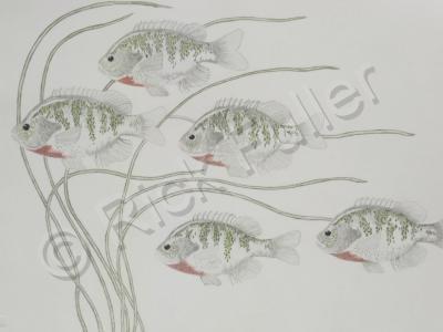 Fish - Bluegille - Pencil