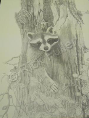 Willife - Racoon - Pencil