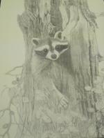 Racoon - Pencil Drawings - By Rick Fuller, Wildlife Drawing Artist