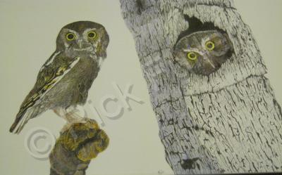 Owls - Owls - Pencil