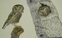 Owls - Pencil Drawings - By Rick Fuller, Owls Drawing Artist
