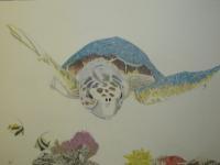 Sea Turtle - Pencil Drawings - By Rick Fuller, Turtle Drawing Artist