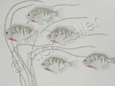 Fish - School - Pencil