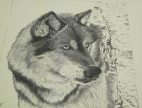 Wolf - Pencil Drawings - By Rick Fuller, Wildlife Drawing Artist