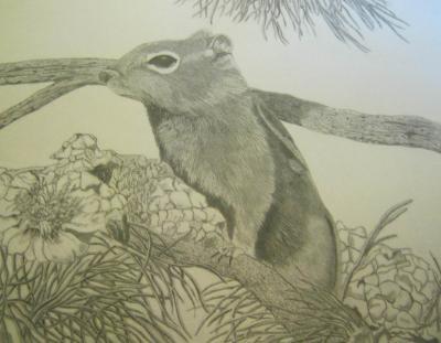 Wildlife - Chipmonk - Pencil