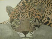 Wild Cats - Up Close - Pencil