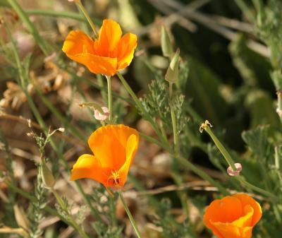 Photo Shoot 2008 - Poppies - Cannon Xti