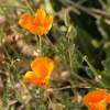 Poppies - Cannon Xti Photography - By Wanda Mcdonald, Landscape Photography Artist