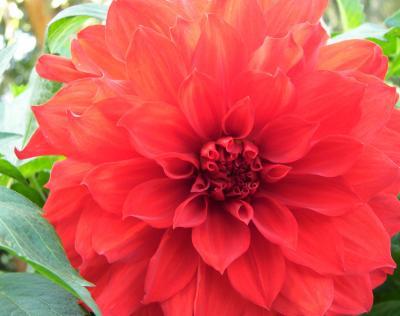 Flowers From Italy - Dahlias - Cannon Xti