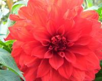 Dahlias - Cannon Xti Photography - By Wanda Mcdonald, Landscape Photography Artist