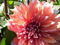 Peach Dahlia - Cannon Xti Photography - By Wanda Mcdonald, Landscape Photography Artist