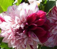 Red And White Dahlia - Cannon Xti Photography - By Wanda Mcdonald, Landscape Photography Artist