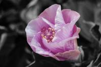 Bloom - Digital Photography - By Christina Burchett, Selective Color Photography Artist