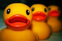 Ducks In A Row - Digital Photography - By Christina Burchett, Objects Photography Artist