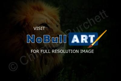Portrait - The Lion - Digital