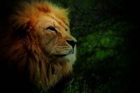 Portrait - The Lion - Digital