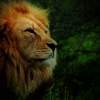 The Lion - Digital Photography - By Christina Burchett, Digital Photography Photography Artist