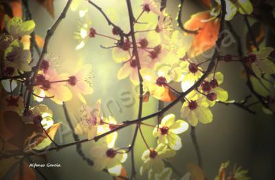 Spring 2011 - Primera Luz - Photo Paper