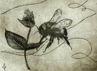 Bumble Bee - Etching Printmaking - By Aoife Valley, Realism Printmaking Artist