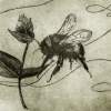 Bumble Bee - Etching Printmaking - By Aoife Valley, Realism Printmaking Artist