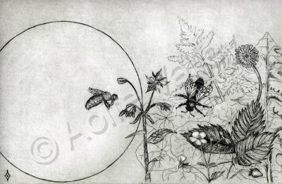 Donegal Nature - Wild Honey Bee World - Etching