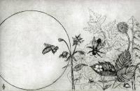 Wild Honey Bee World - Etching Printmaking - By Aoife Valley, Realism Printmaking Artist