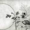 Wild Honey Bee World - Etching Printmaking - By Aoife Valley, Realism Printmaking Artist